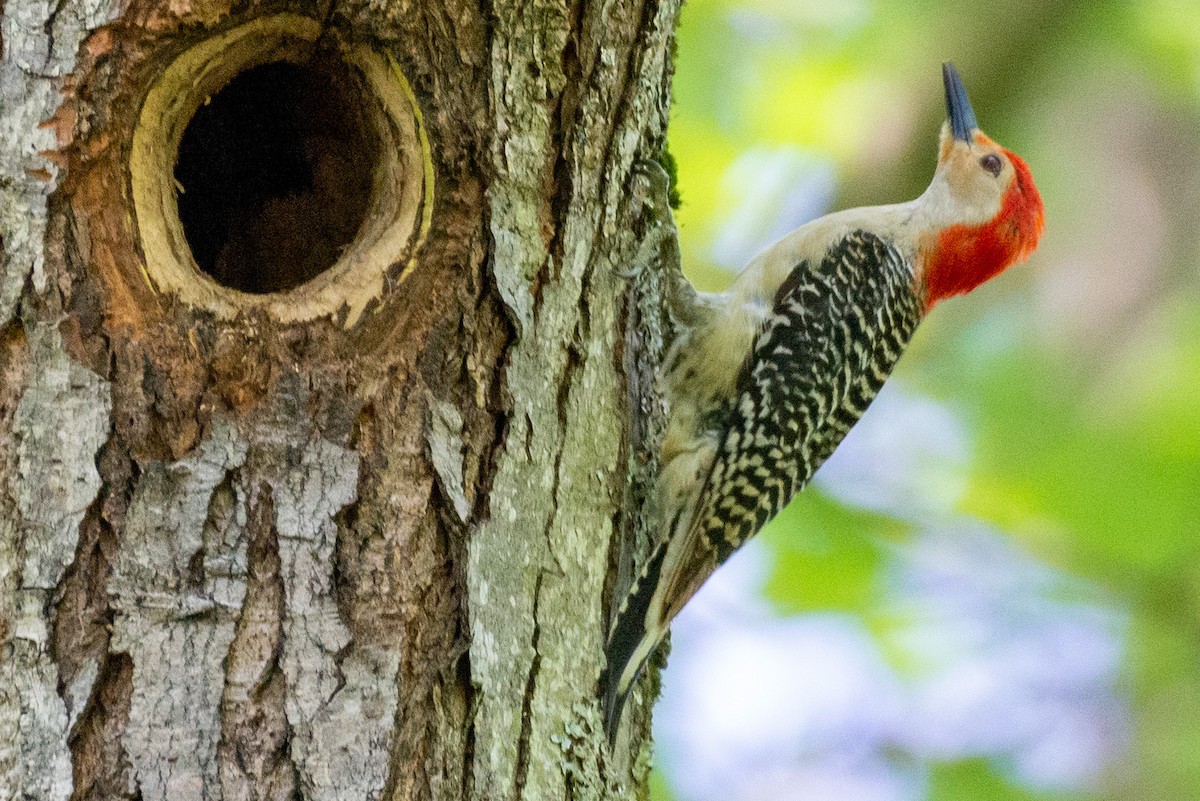 Red-bellied Woodpecker - Andrew Nasuti