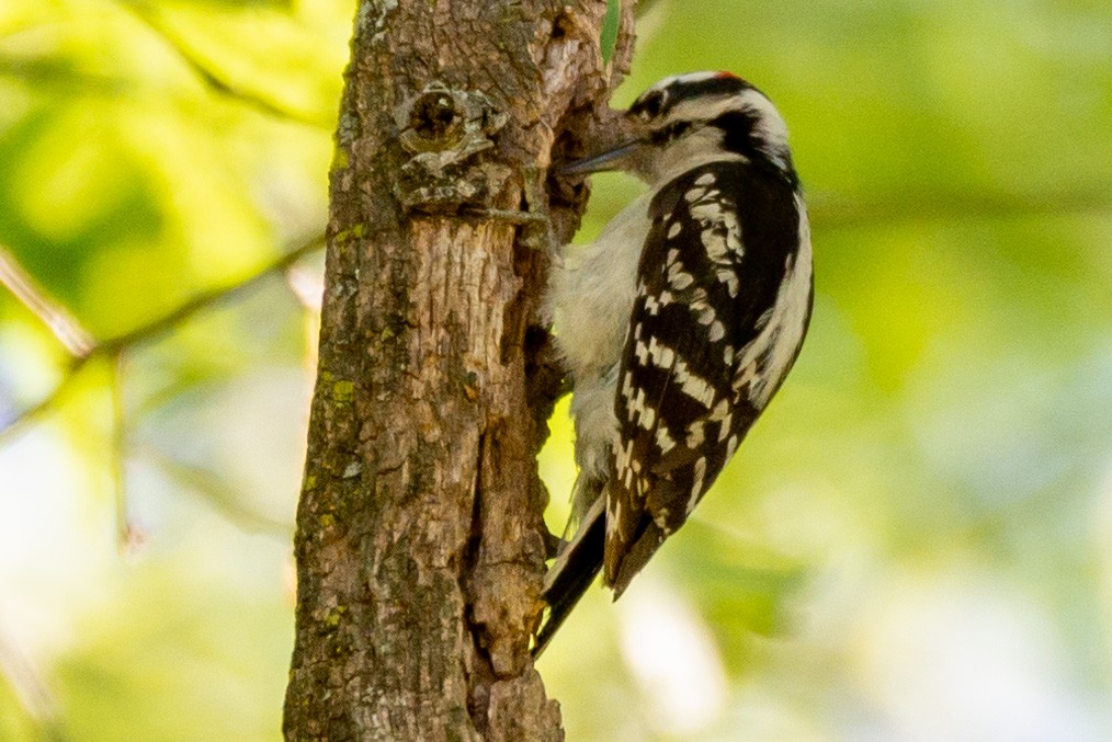 Hairy Woodpecker - ML577609011