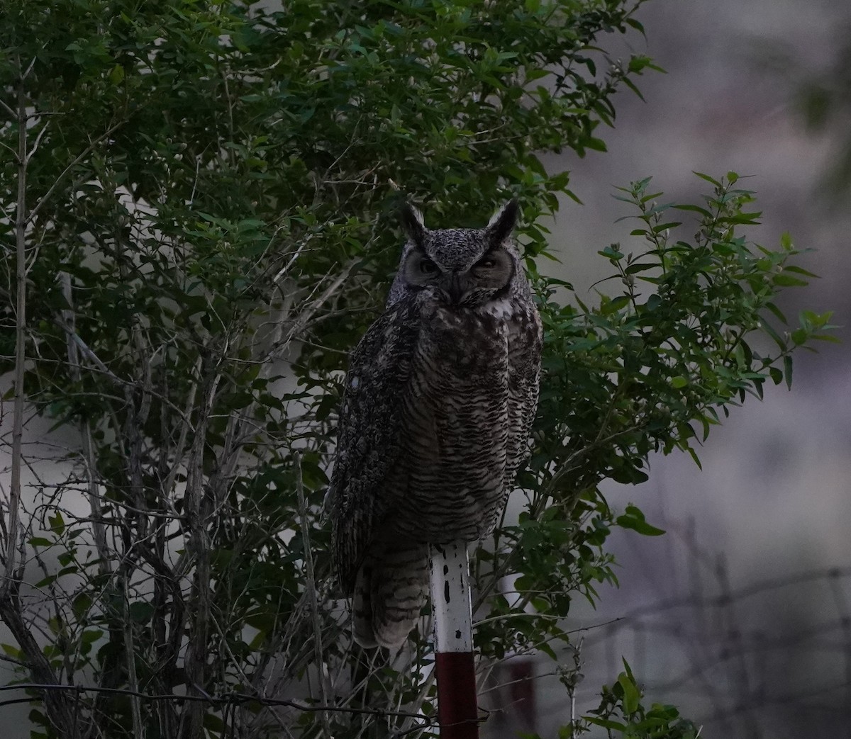 Great Horned Owl - Nolan Clements