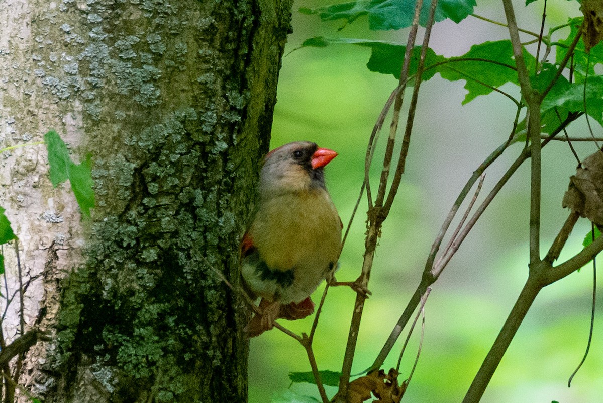 Kırmızı Kardinal - ML577609371
