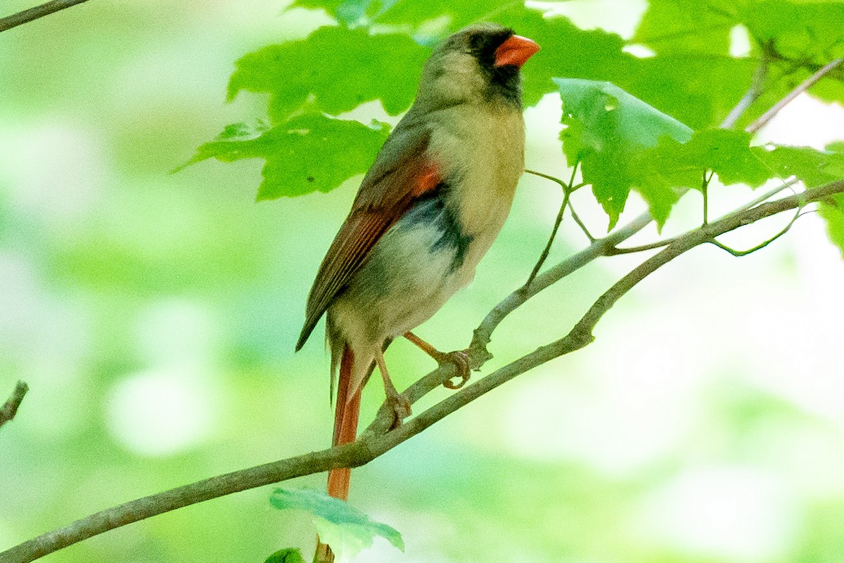 Kırmızı Kardinal - ML577609381