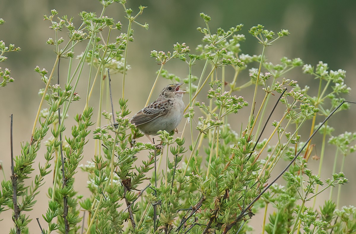 Grasshopper Sparrow - ML577609461