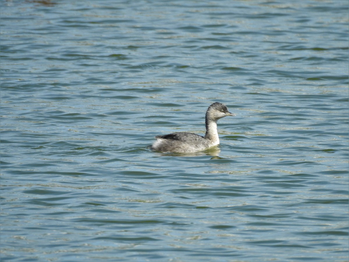 Hoary-headed Grebe - ML577609481