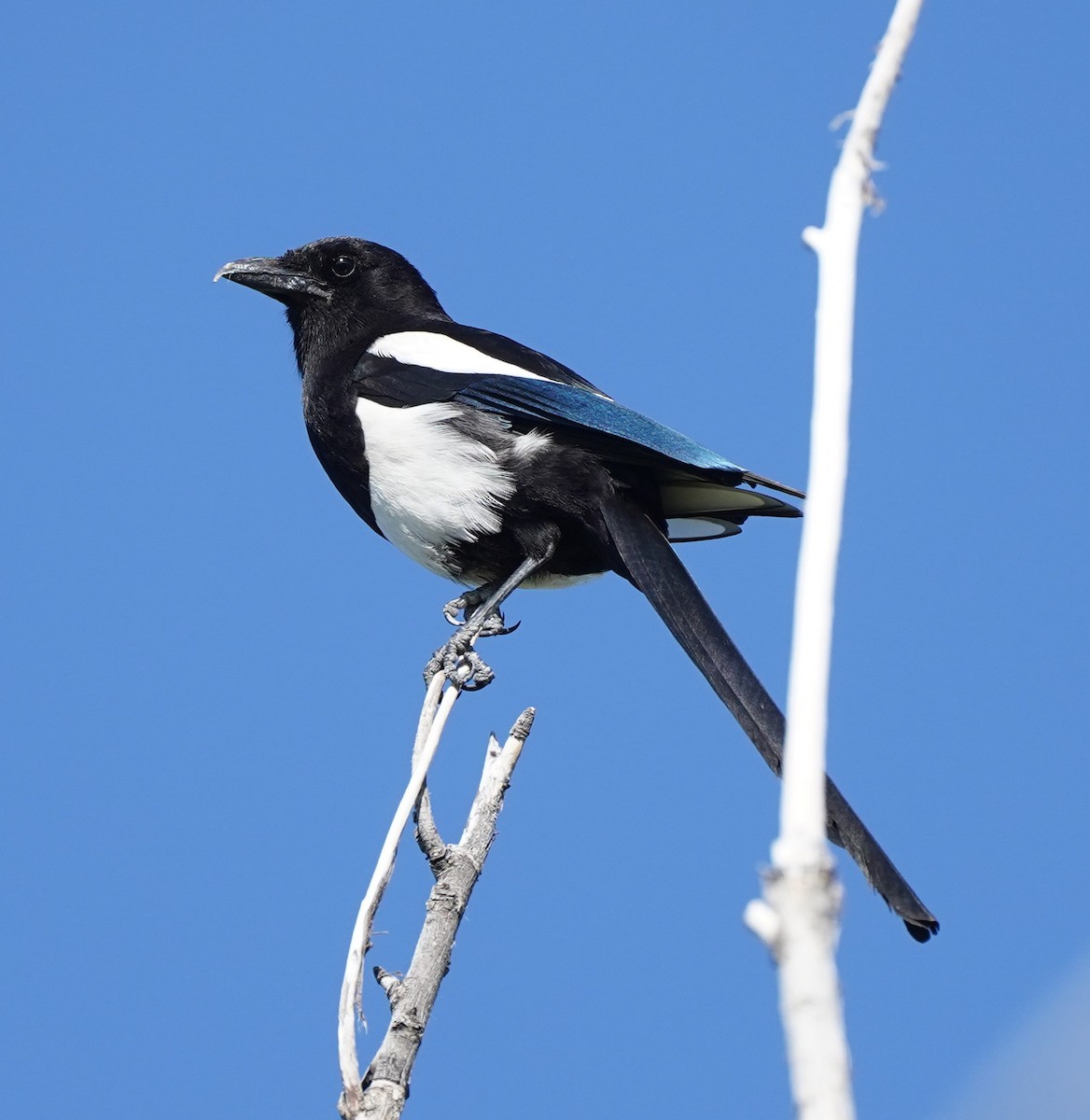 Black-billed Magpie - ML577609651