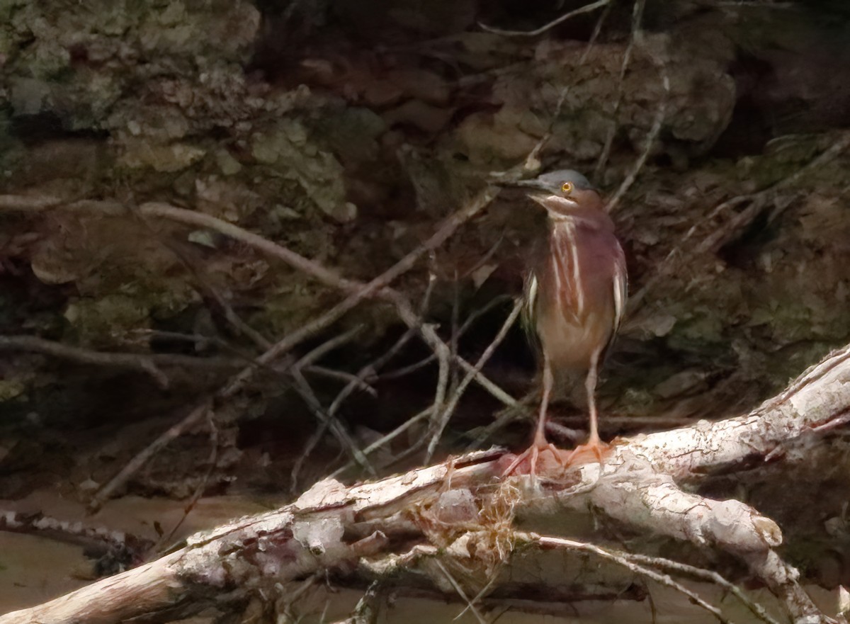 Green Heron - ML577609671