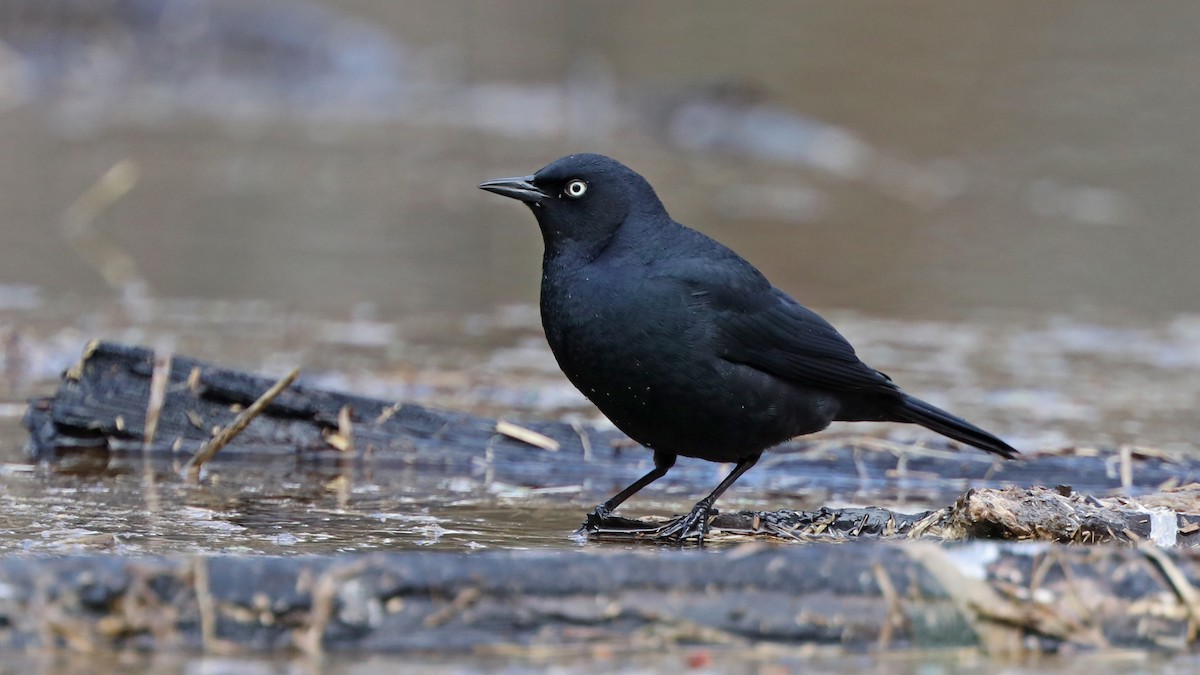 Rusty Blackbird - ML57760971