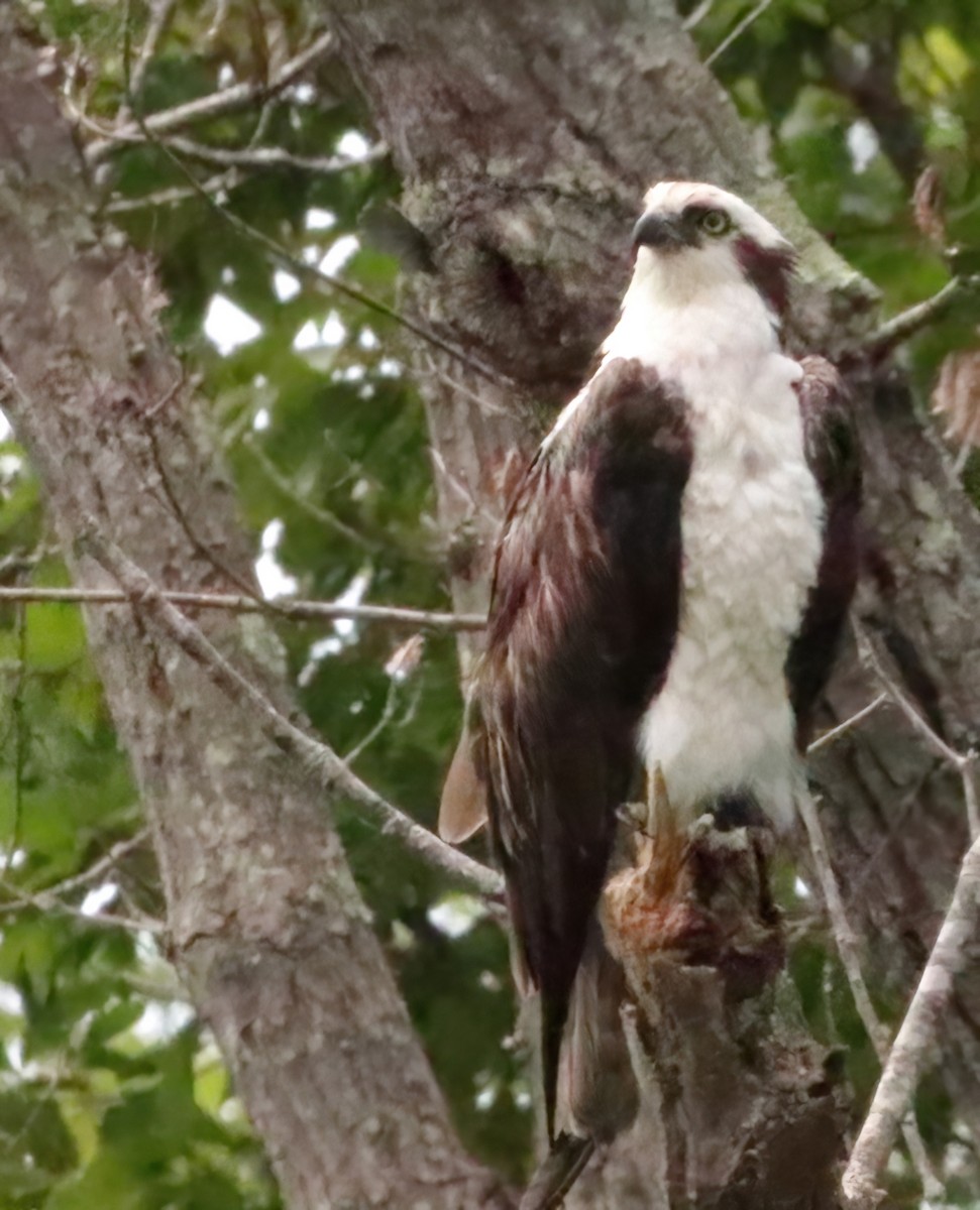 魚鷹 - ML577609791