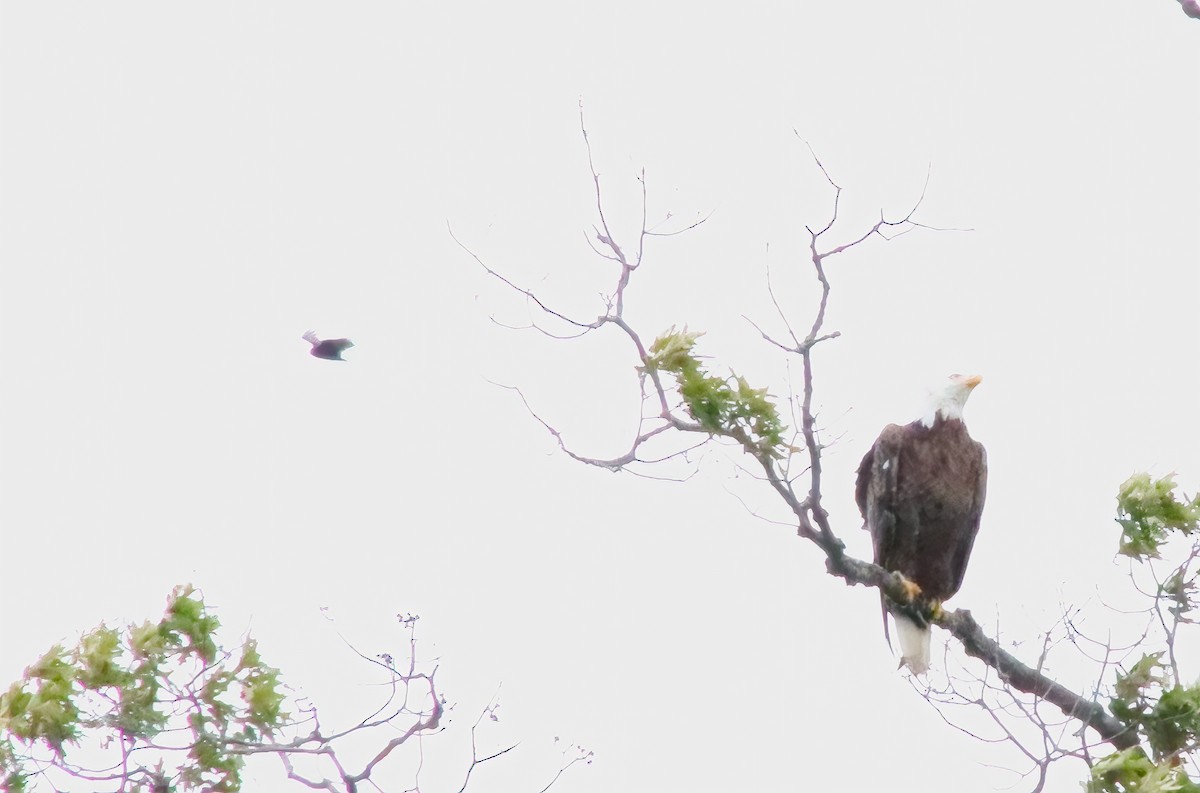 Bald Eagle - ML577609861