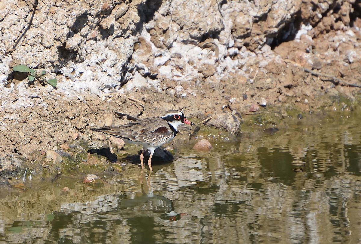 Black-fronted Dotterel - ML577610881