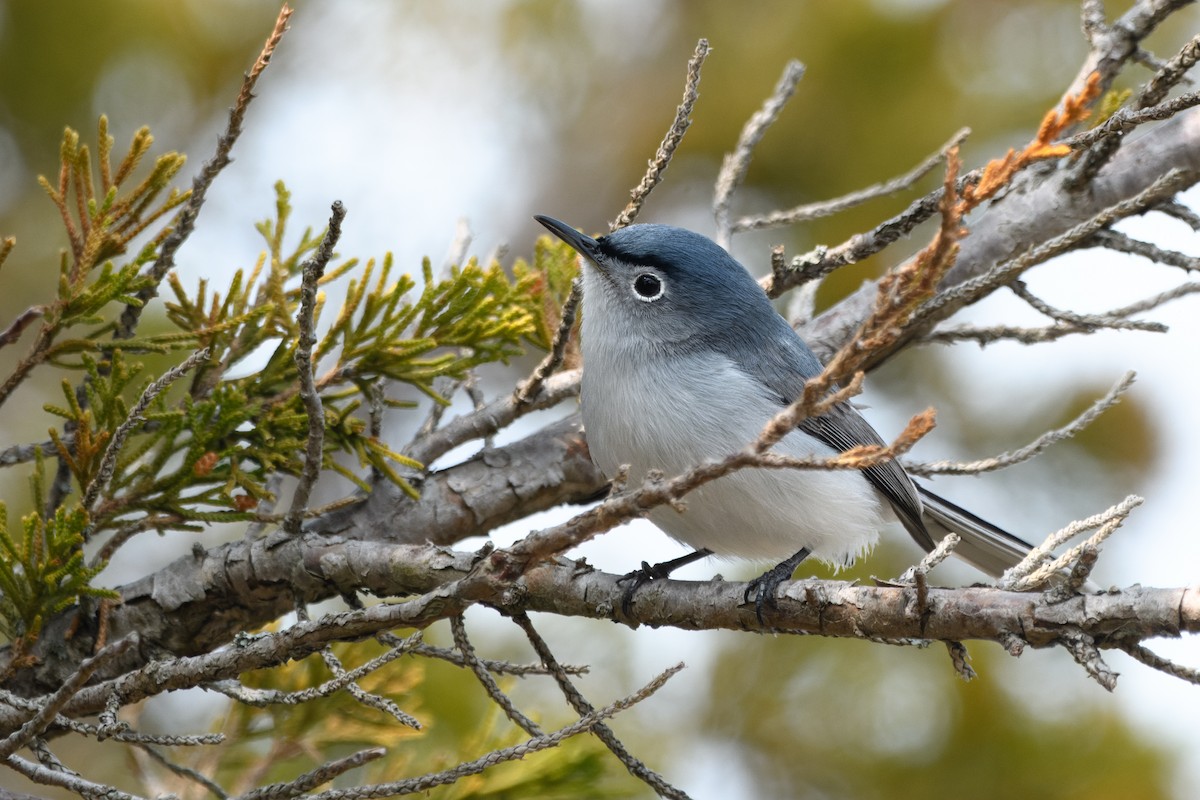 Blue-gray Gnatcatcher - ML577611121