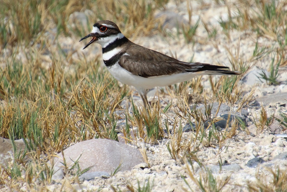 Killdeer - ML577611181