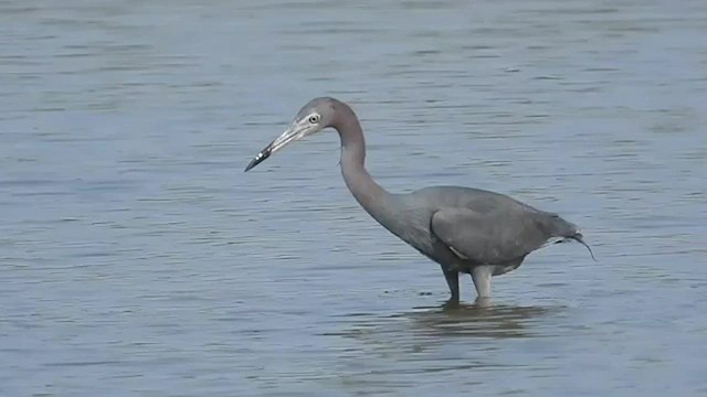 Little Blue Heron - ML577611341