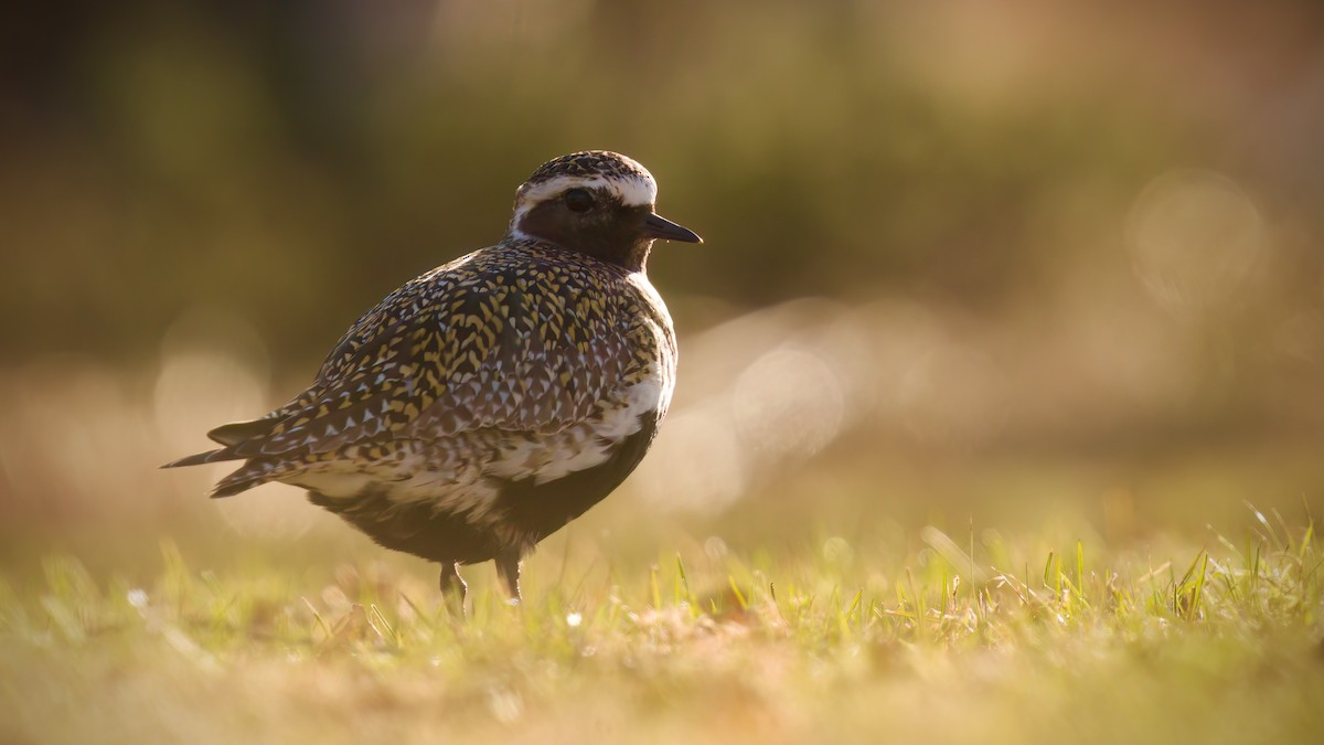 ヨーロッパムナグロ - ML577613021