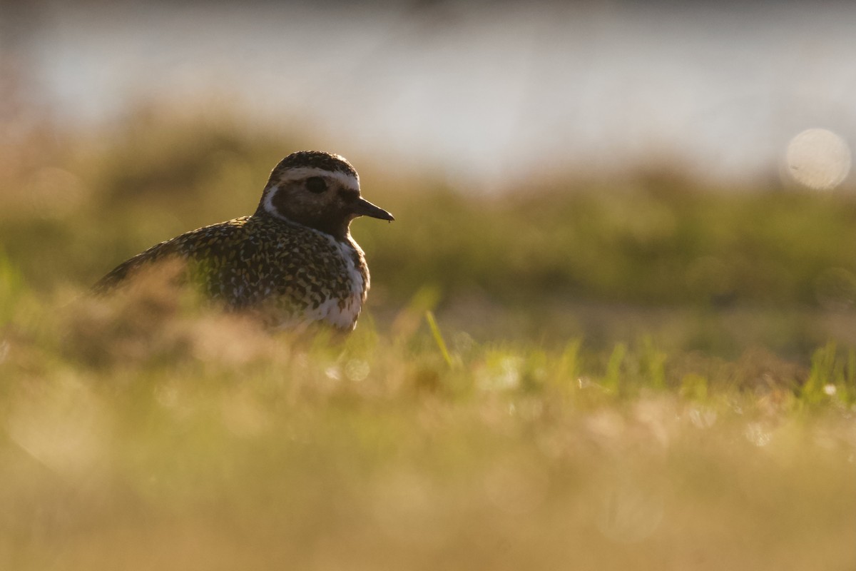 European Golden-Plover - ML577613031