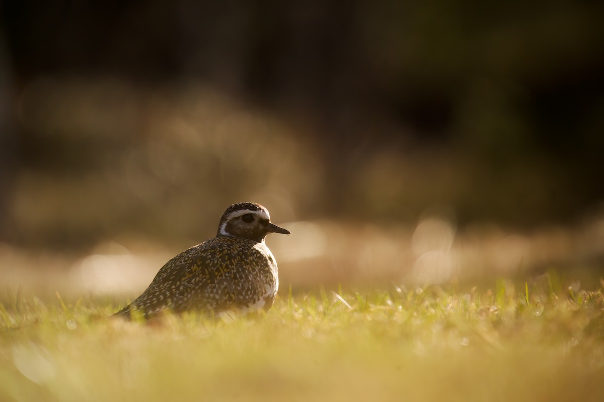 European Golden-Plover - Benjamin Dignal