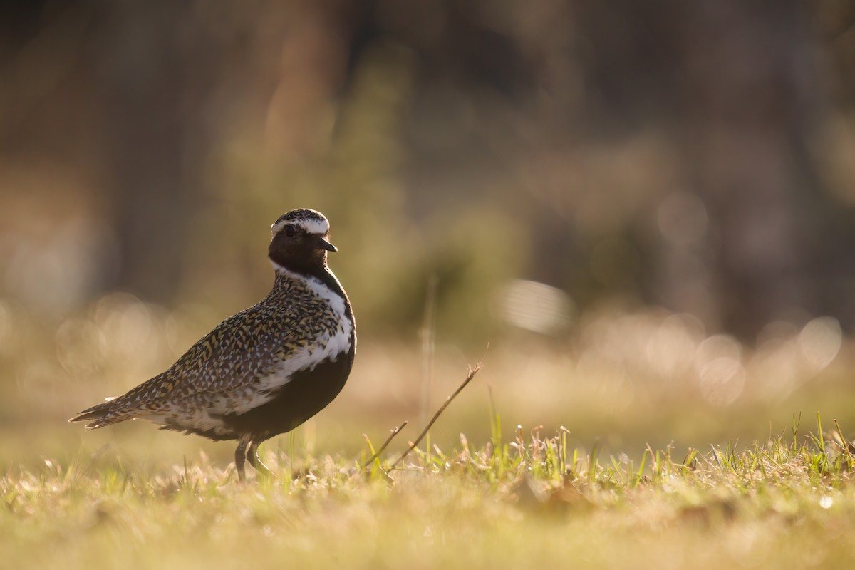 European Golden-Plover - ML577613051