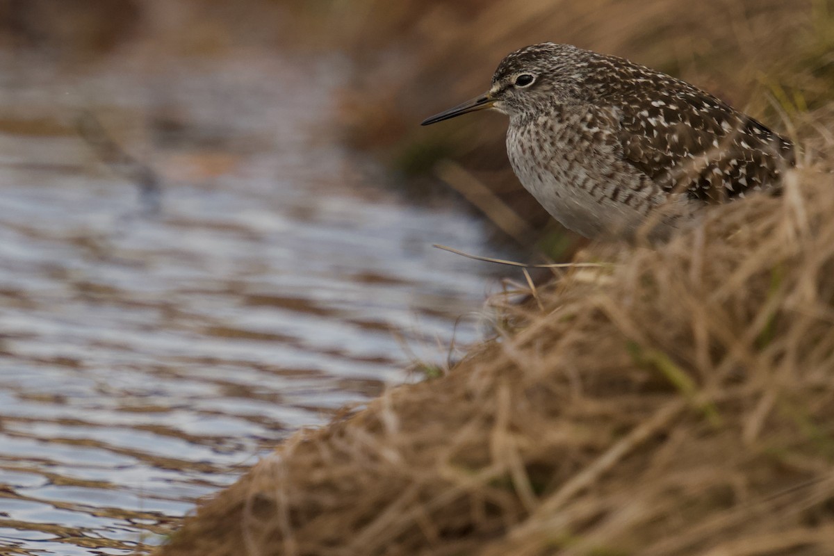 Wood Sandpiper - ML577613061