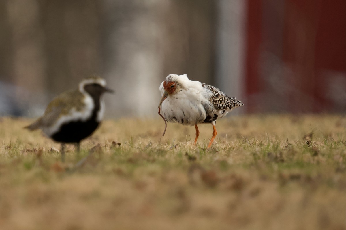 エリマキシギ - ML577613101