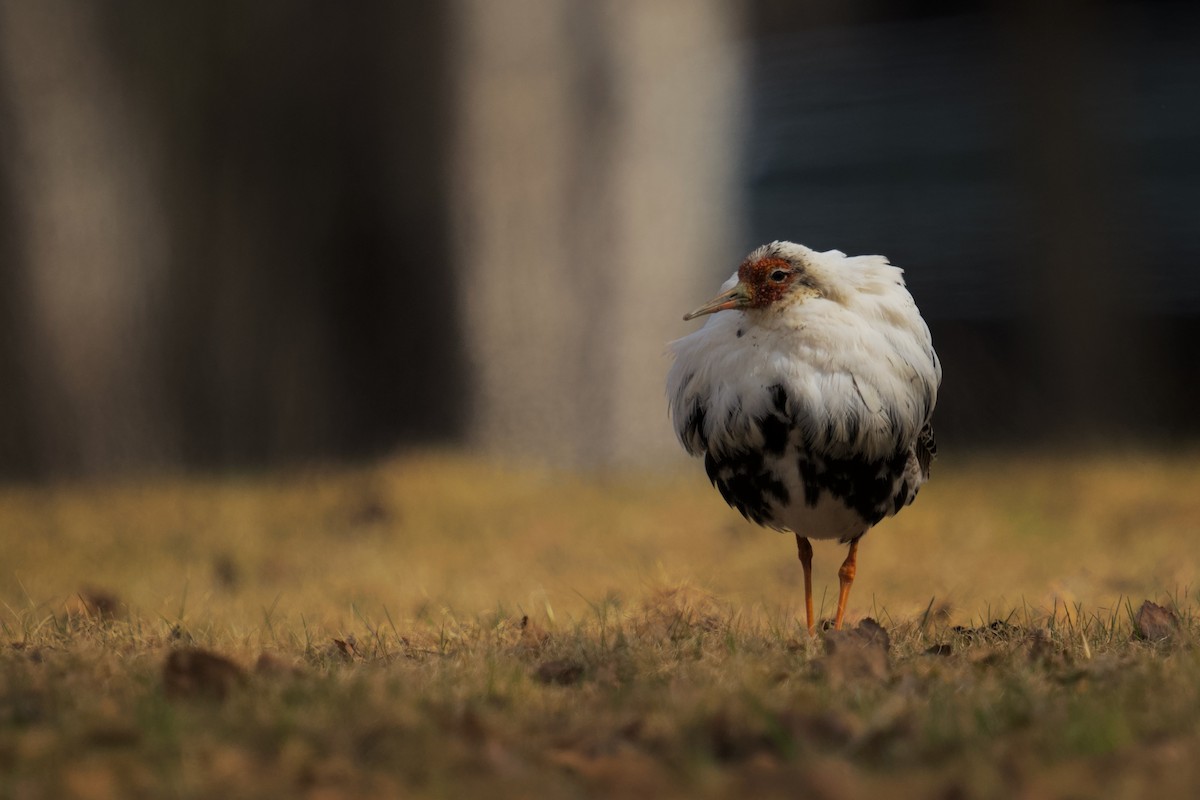 エリマキシギ - ML577613121