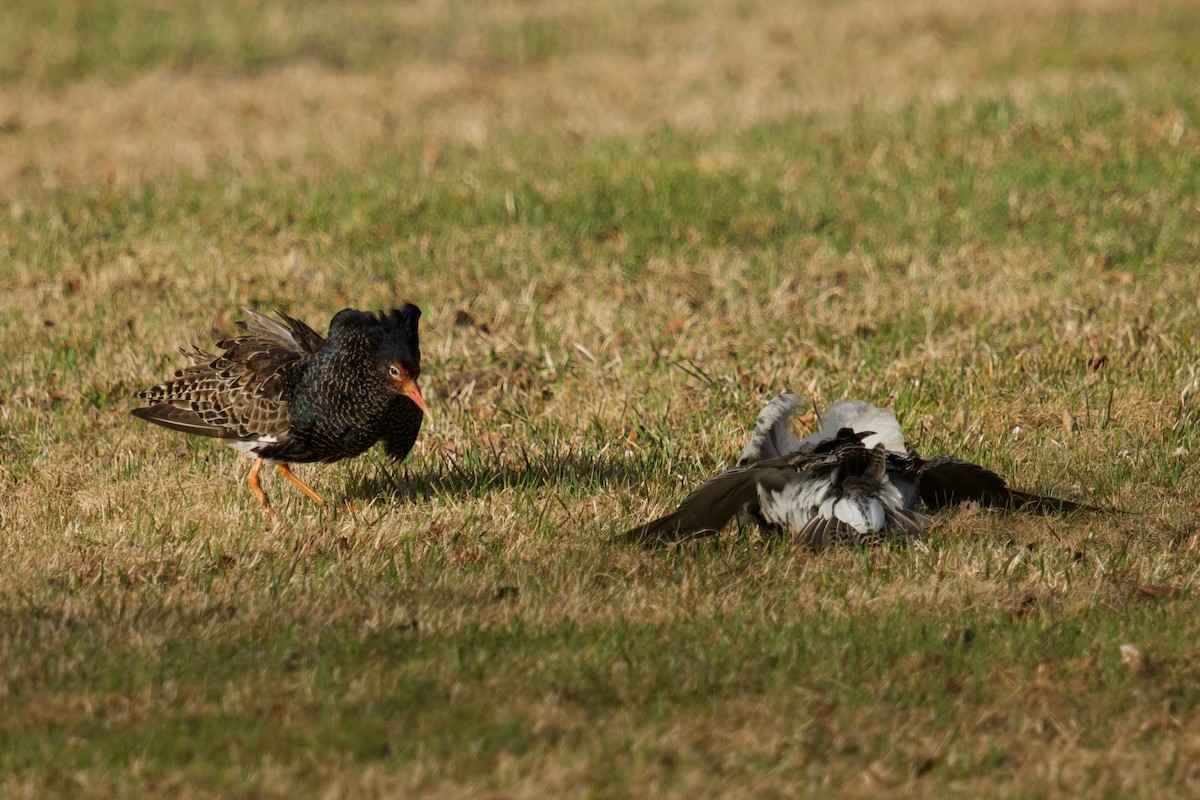 エリマキシギ - ML577613131