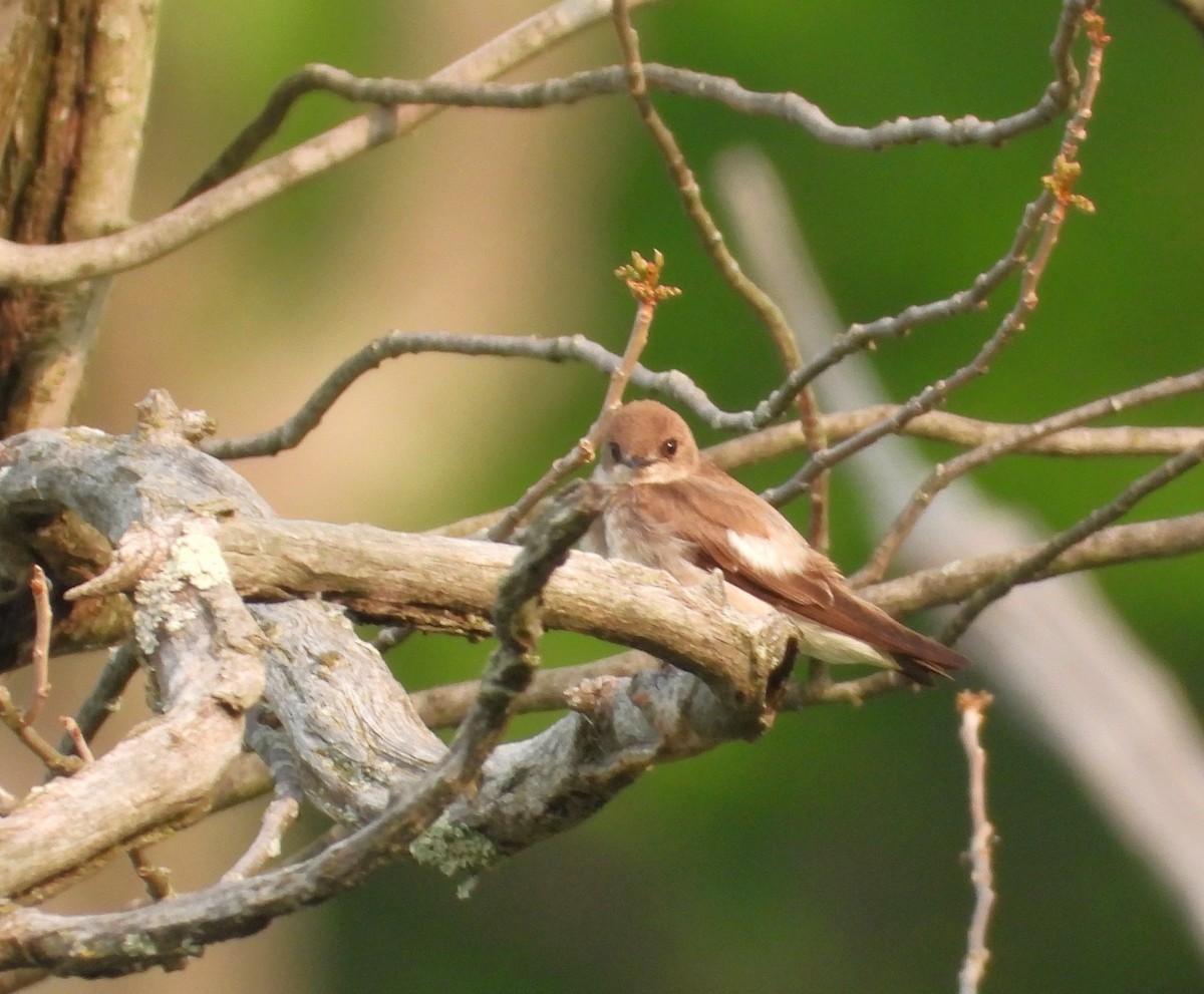 Hirondelle à ailes hérissées - ML577617291