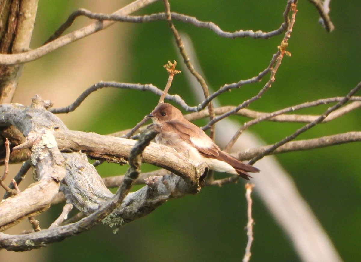 Hirondelle à ailes hérissées - ML577617301