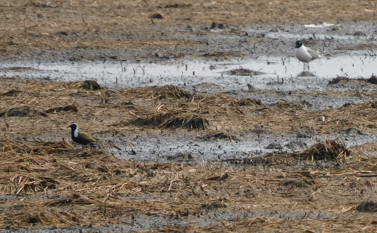 American Golden-Plover - ML577617551