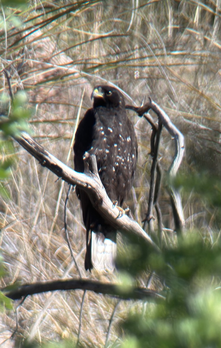 Zone-tailed Hawk - Ken Blankenship