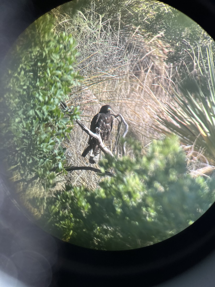 Zone-tailed Hawk - Ken Blankenship