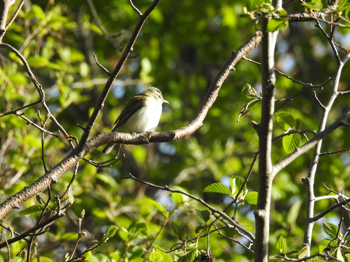 Red-eyed Vireo - ML577618681