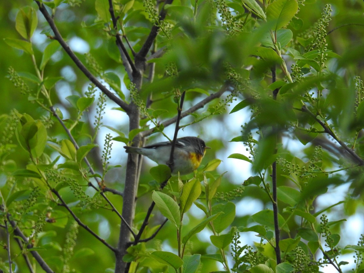 Northern Parula - ML577619041