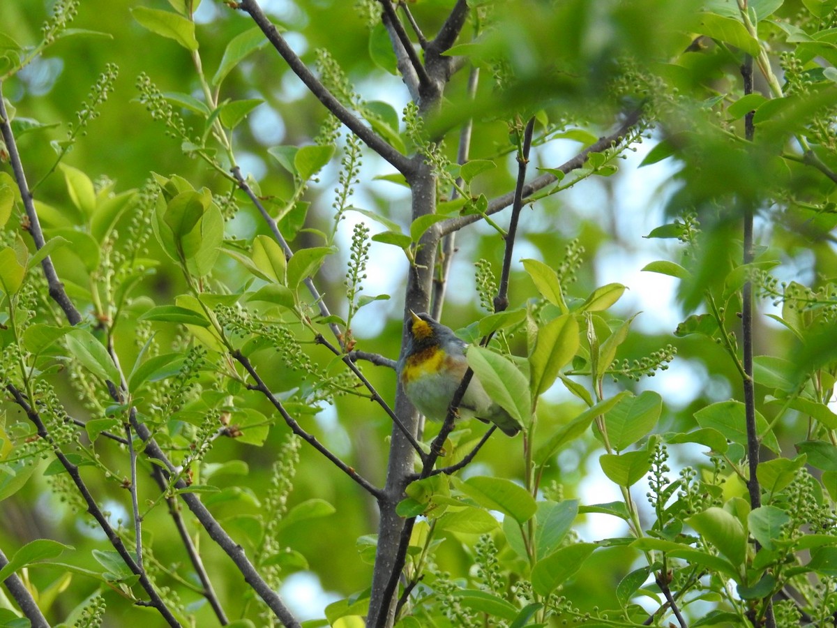 Northern Parula - ML577619051