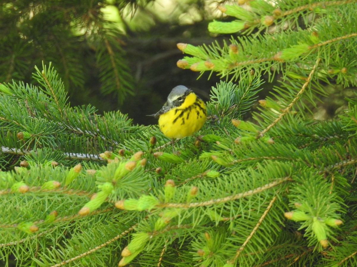 Magnolia Warbler - ML577619271