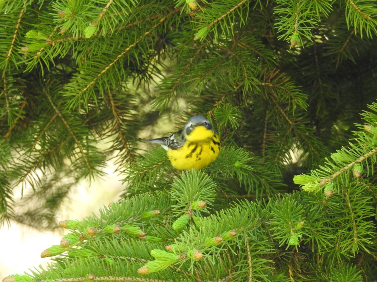 Magnolia Warbler - ML577619281