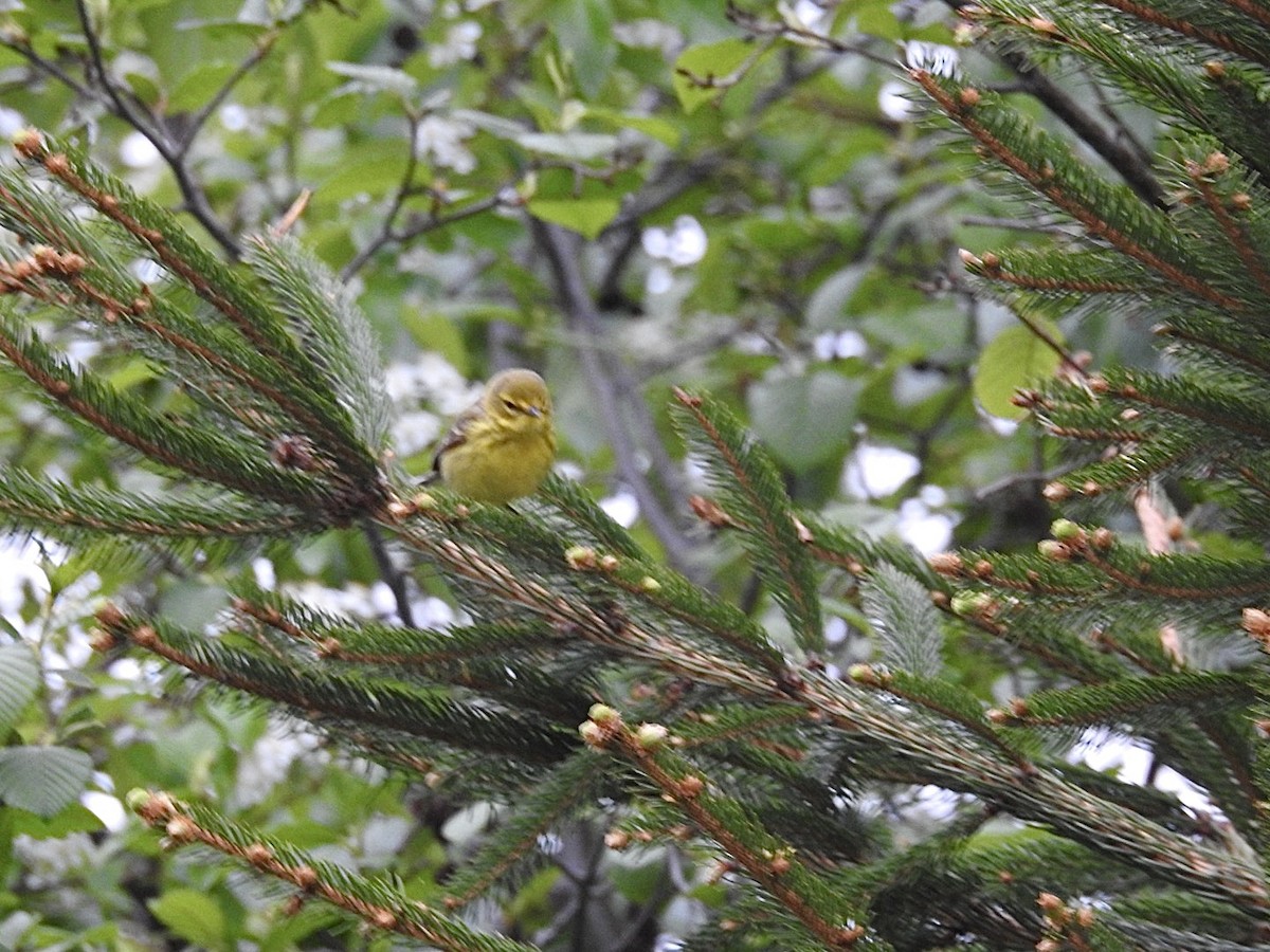 Prairie Warbler - ML577619521