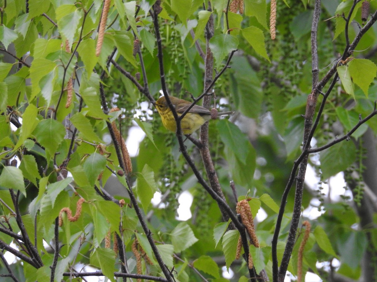 Prairie Warbler - ML577619531