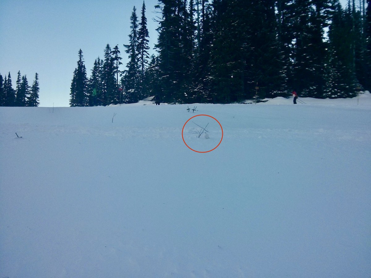 White-tailed Ptarmigan - ML577619721