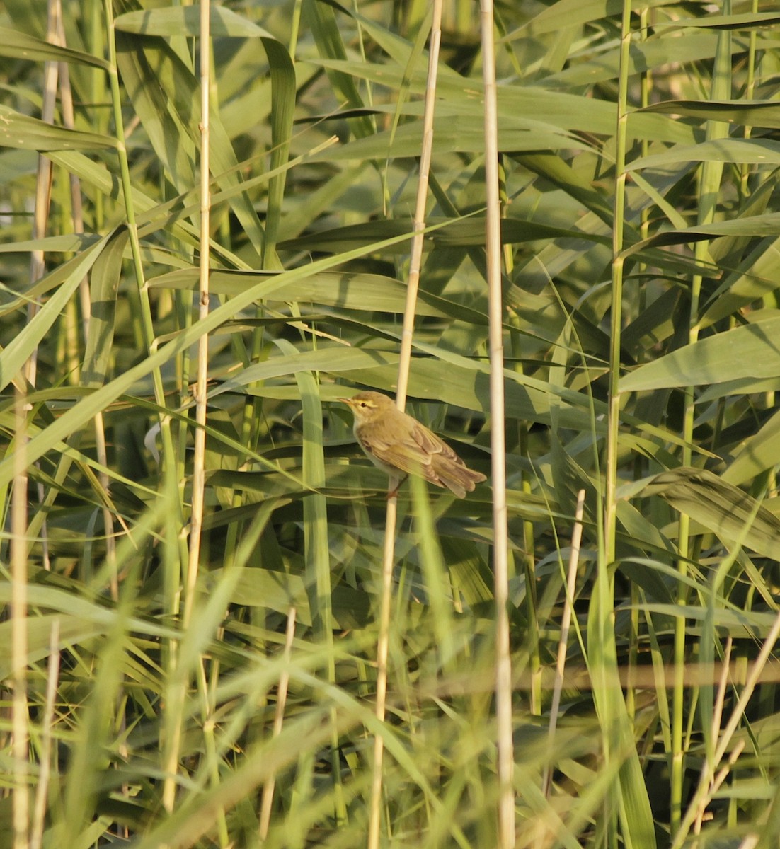 Wood Warbler - ML577620171