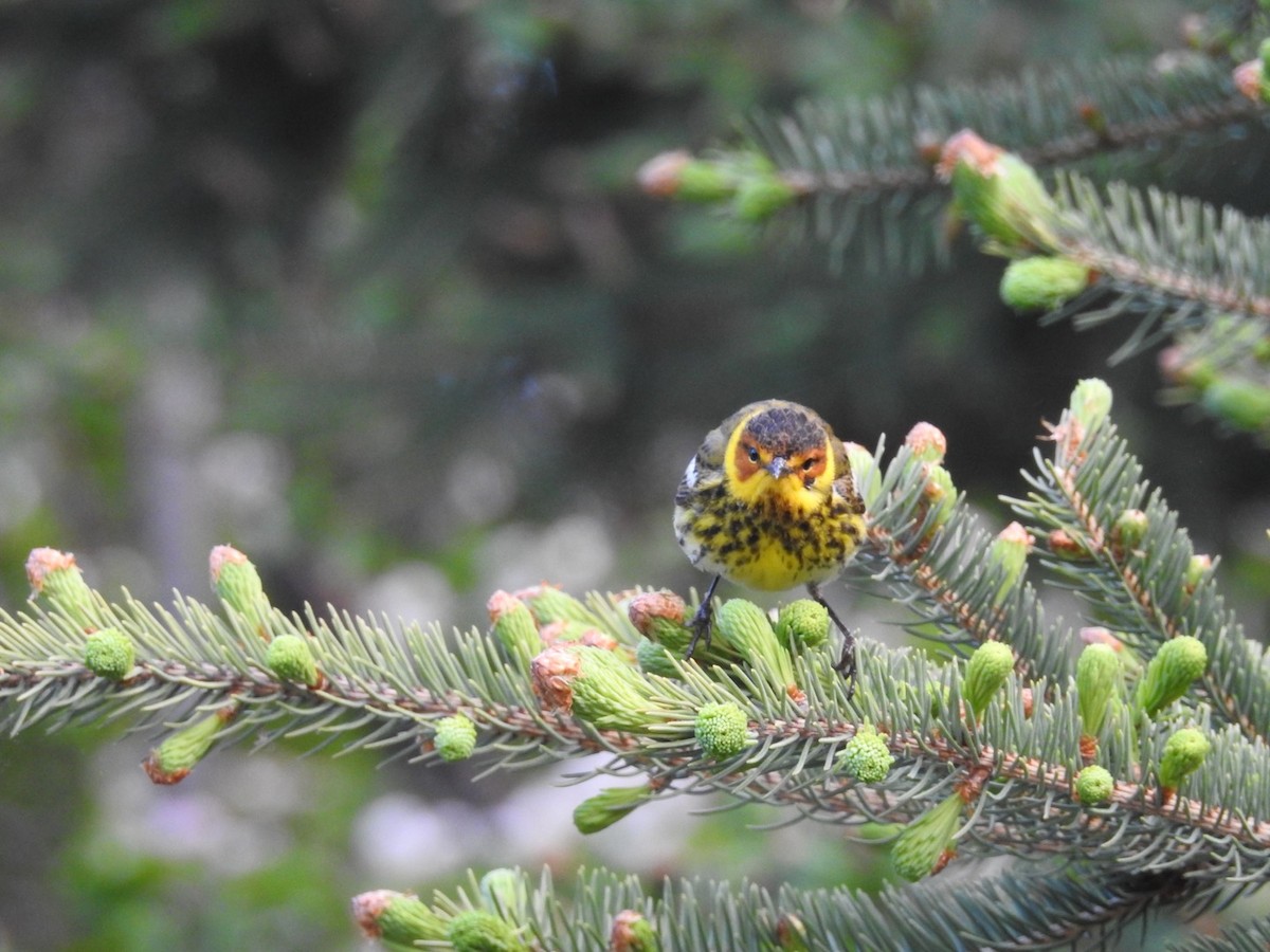 Cape May Warbler - ML577620261