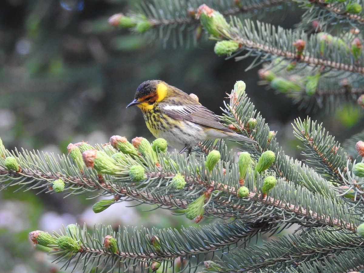 Cape May Warbler - ML577620271