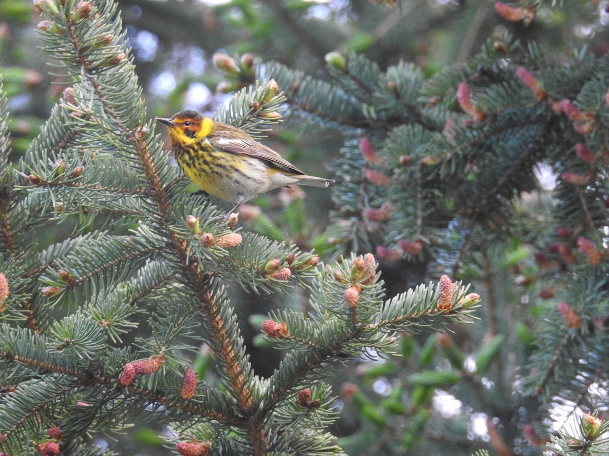 Cape May Warbler - ML577620281