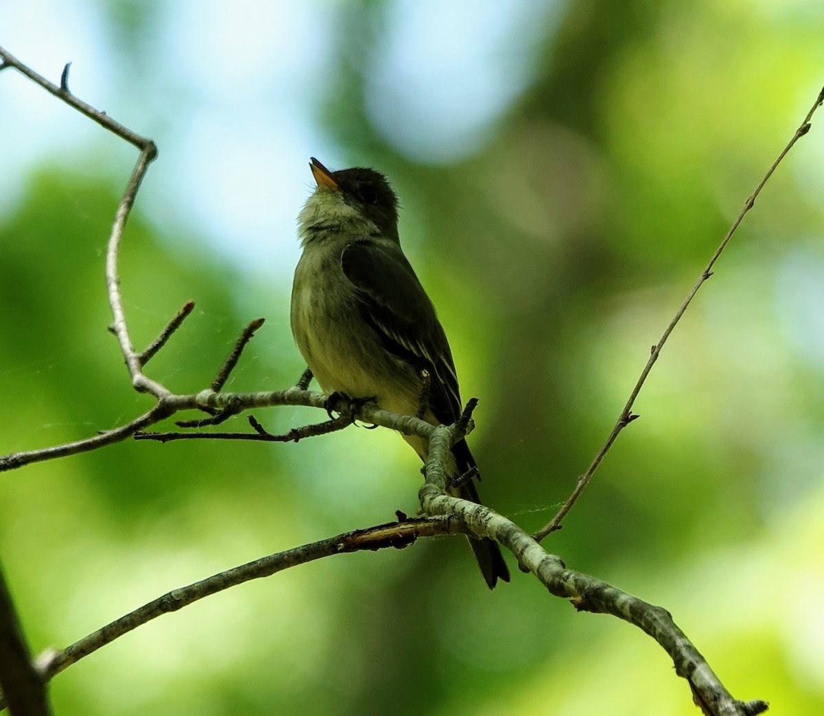 Eastern Wood-Pewee - Celeste Echlin