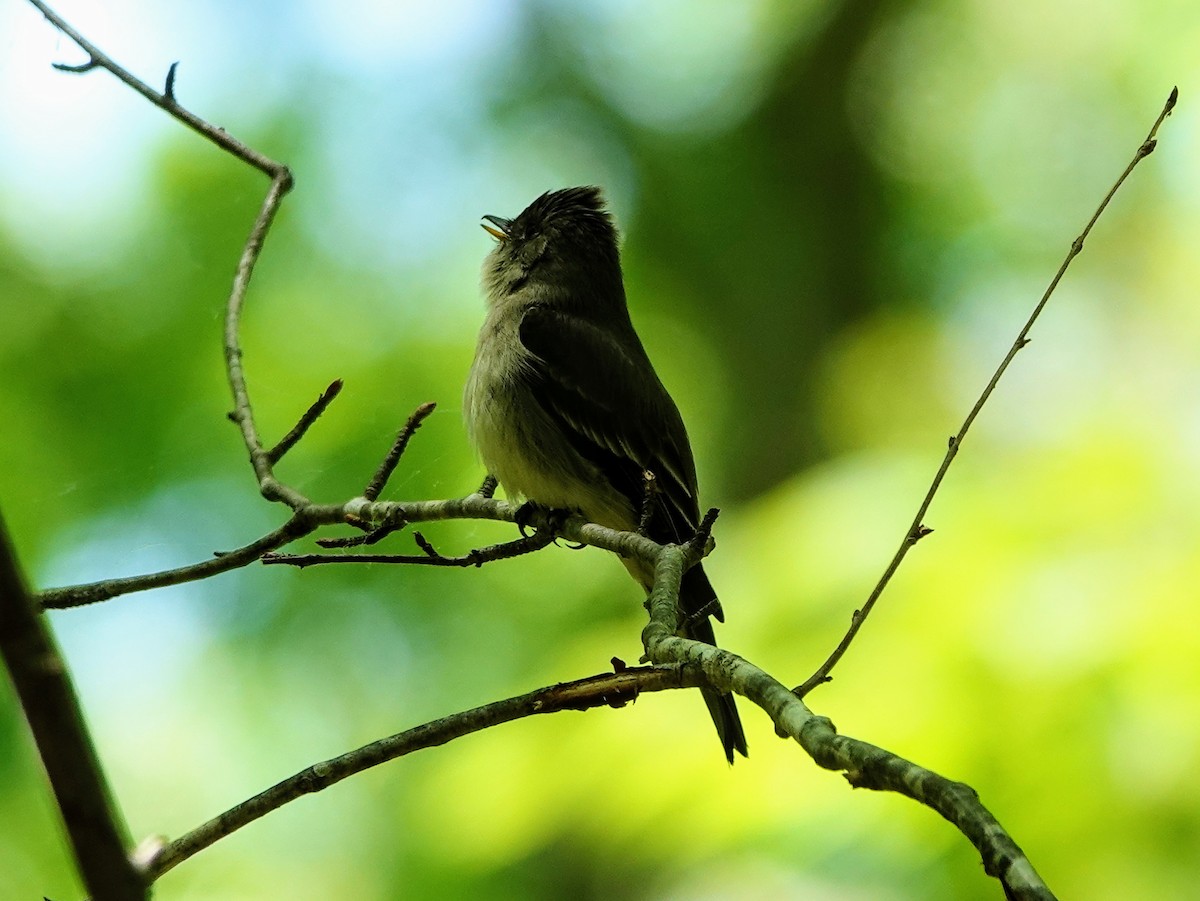 Eastern Wood-Pewee - Celeste Echlin