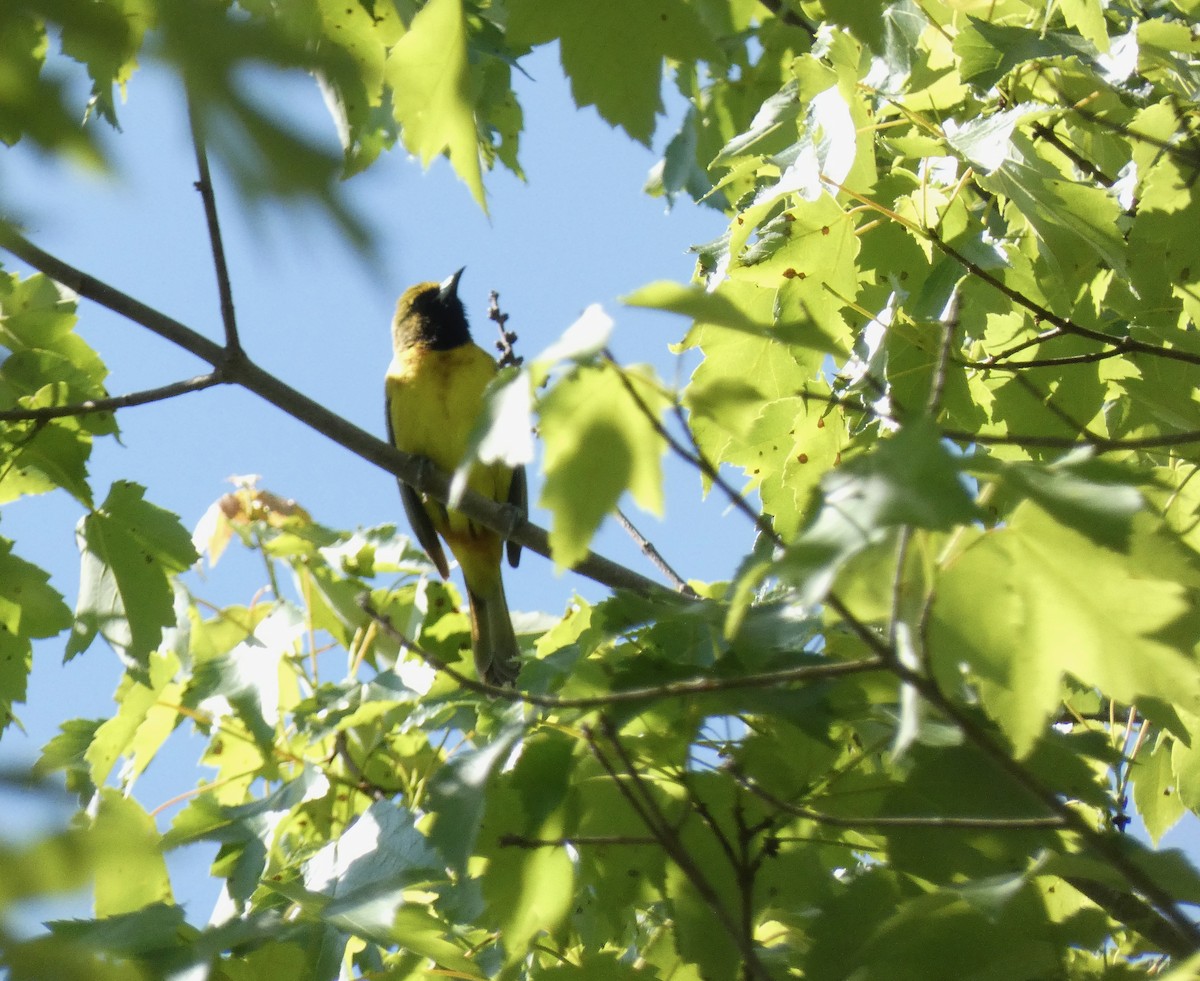 Orchard Oriole - ML577621171