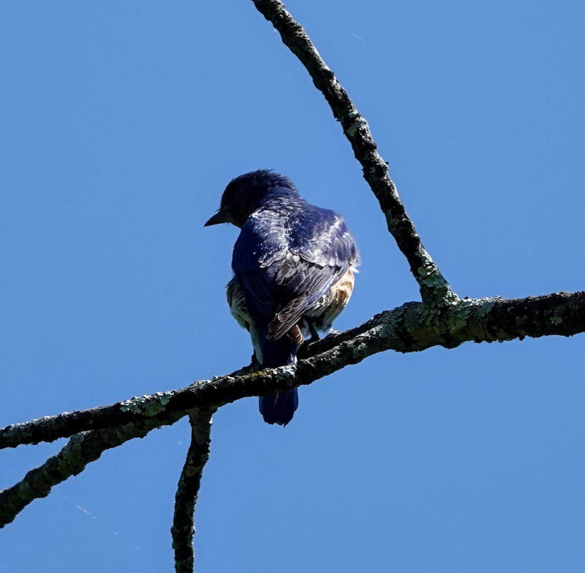 Eastern Bluebird - ML577621301