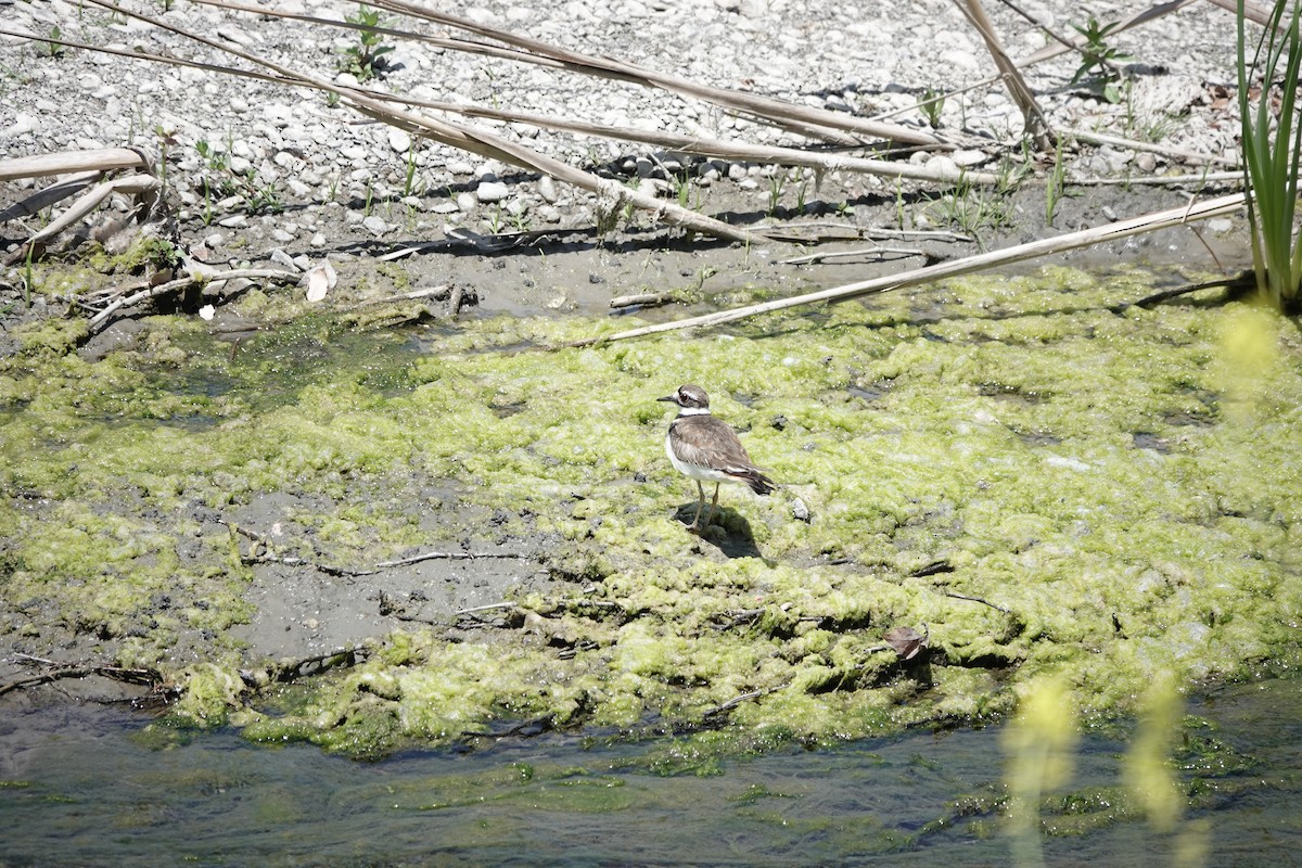 Killdeer - Isabelle Reddy