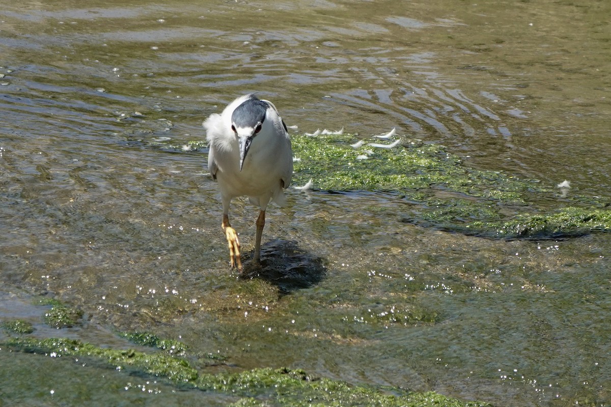 Black-crowned Night Heron - Isabelle Reddy