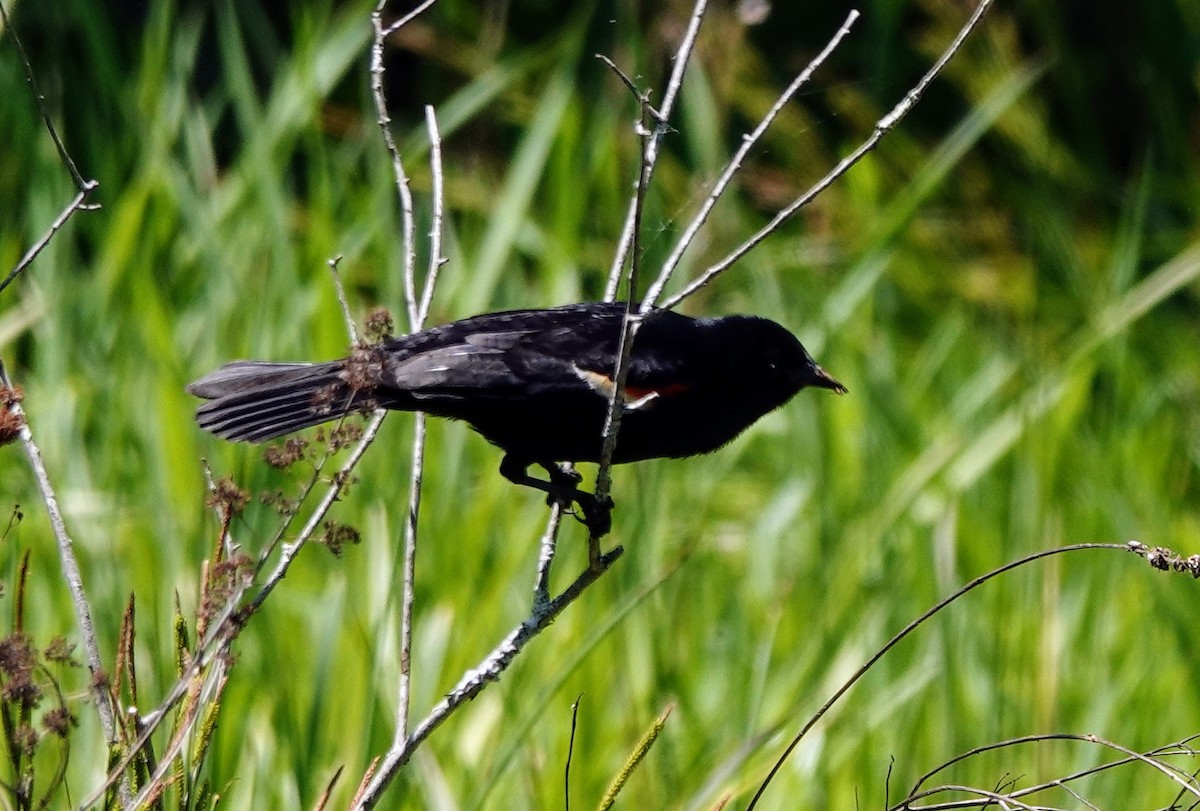 Red-winged Blackbird - Celeste Echlin