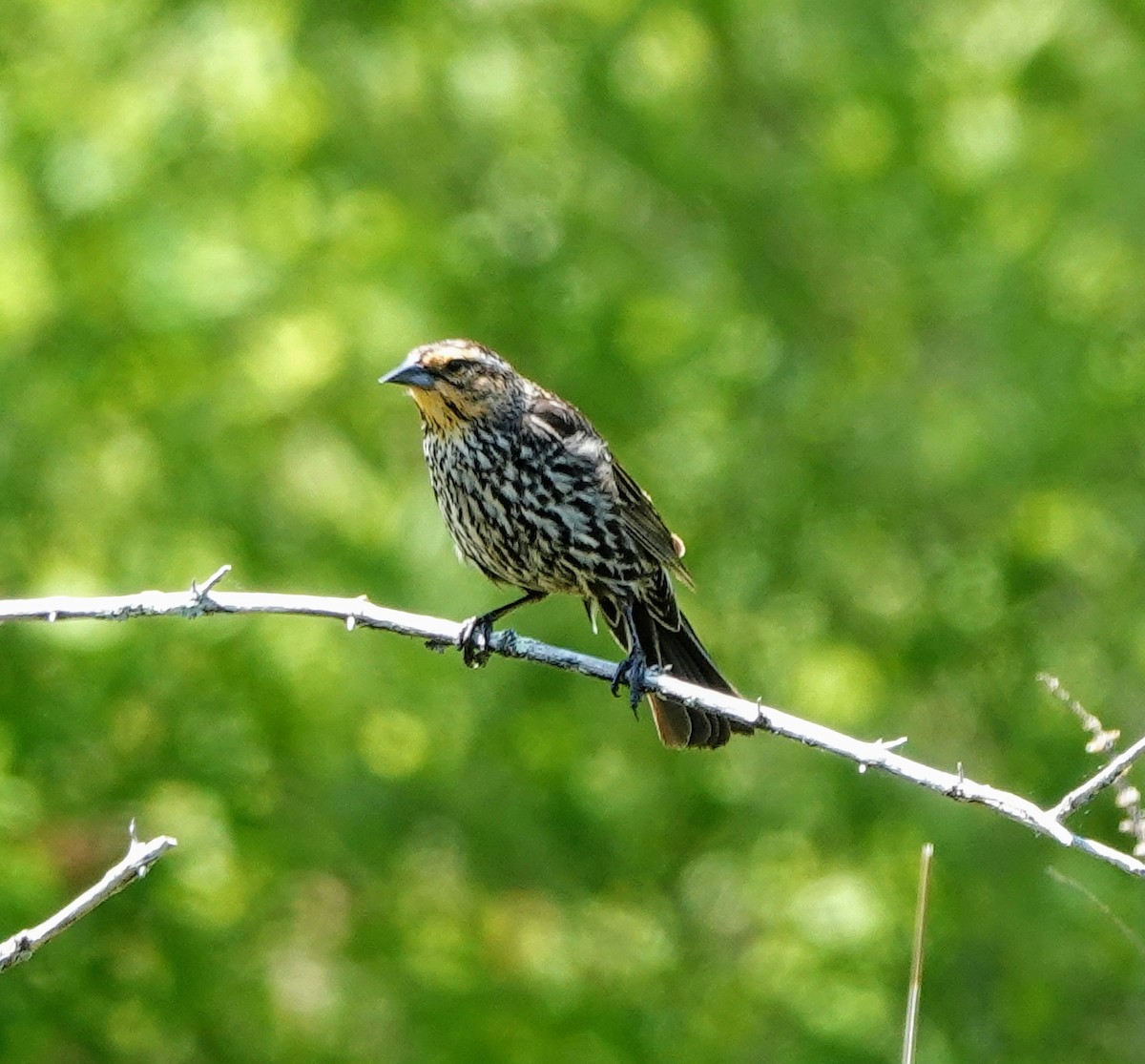 Red-winged Blackbird - Celeste Echlin