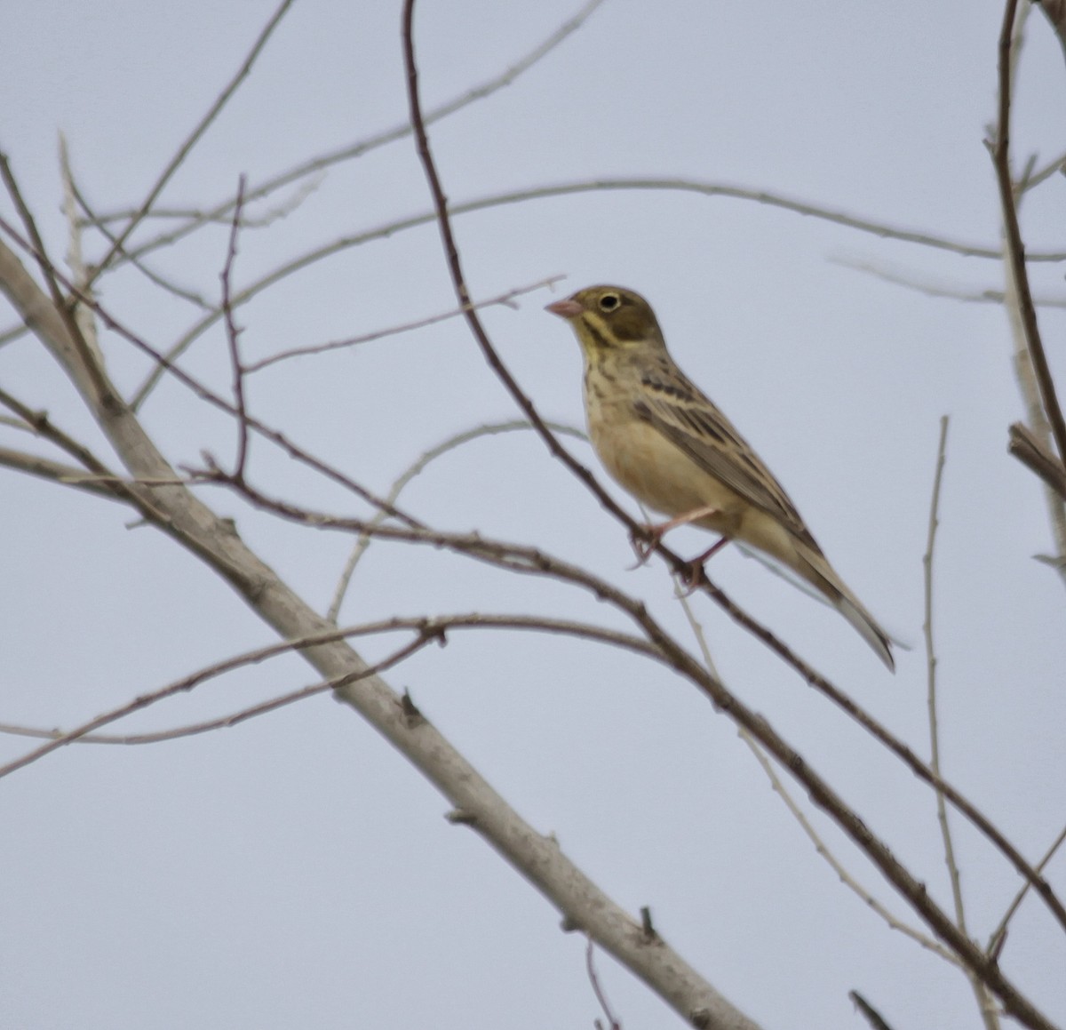 Ortolan Bunting - ML577621711